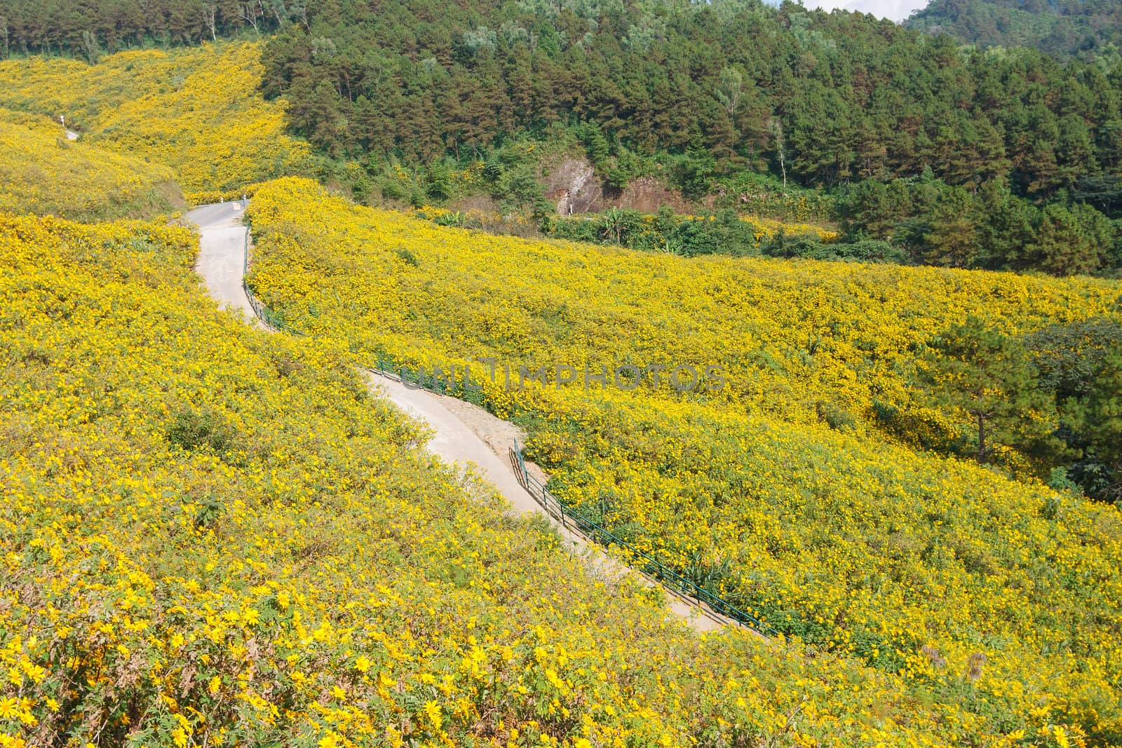 The field of yellow flowers in mountain
