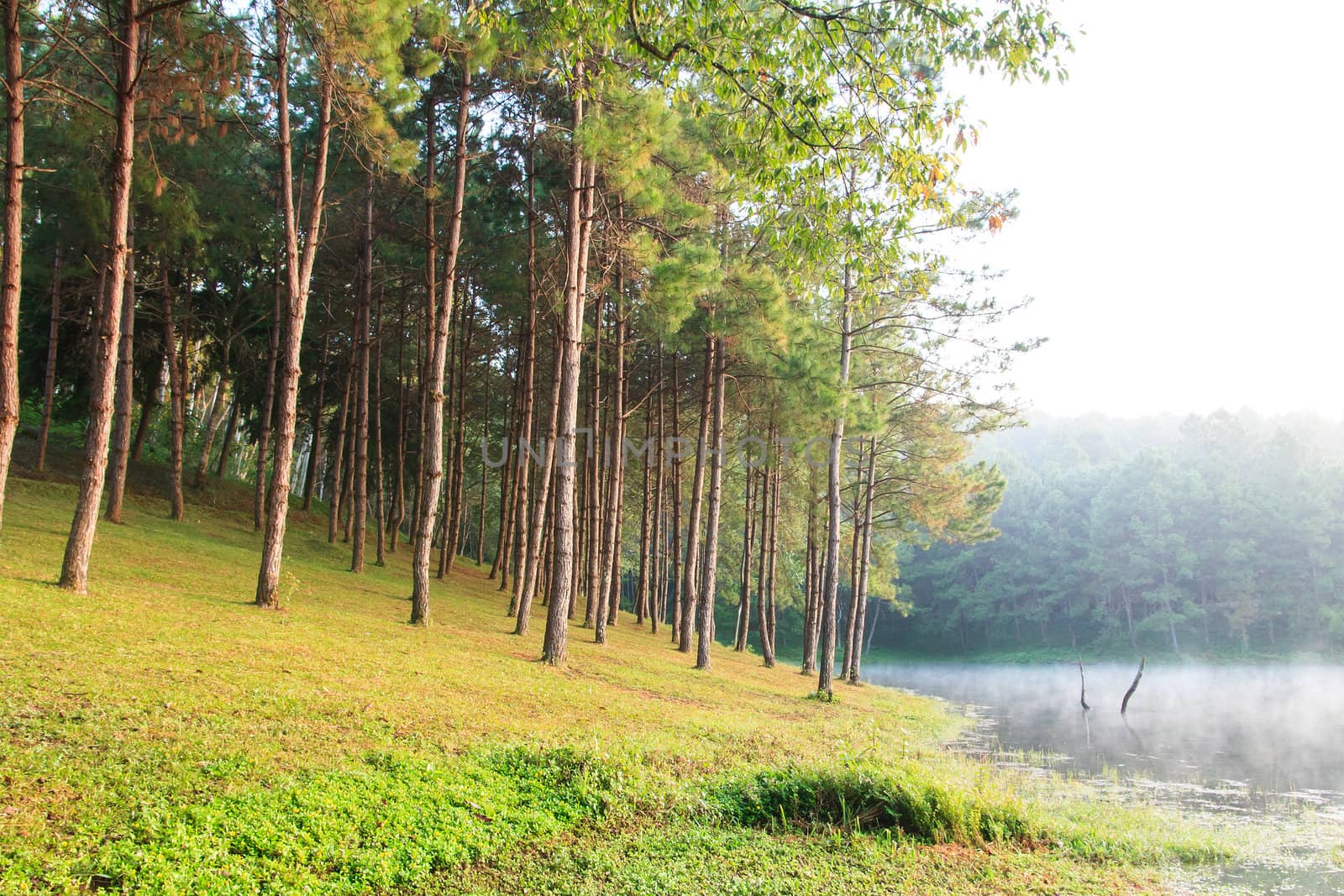 Sunbeams in Natural Spruce Woodland  by jame_j@homail.com