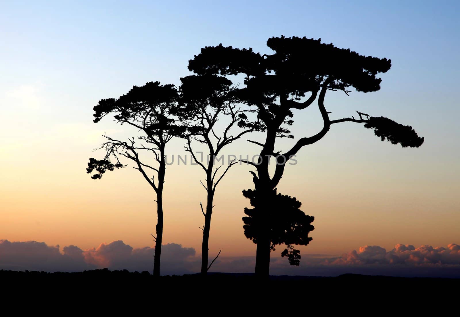Silhouetted Trees by olliemt