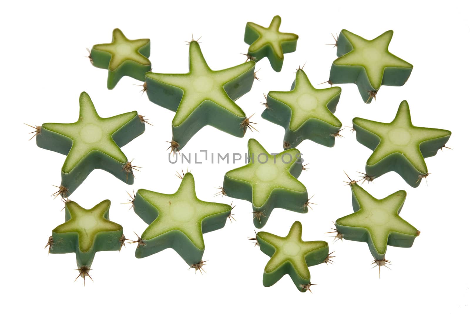 star of cactus  isolated on white background 