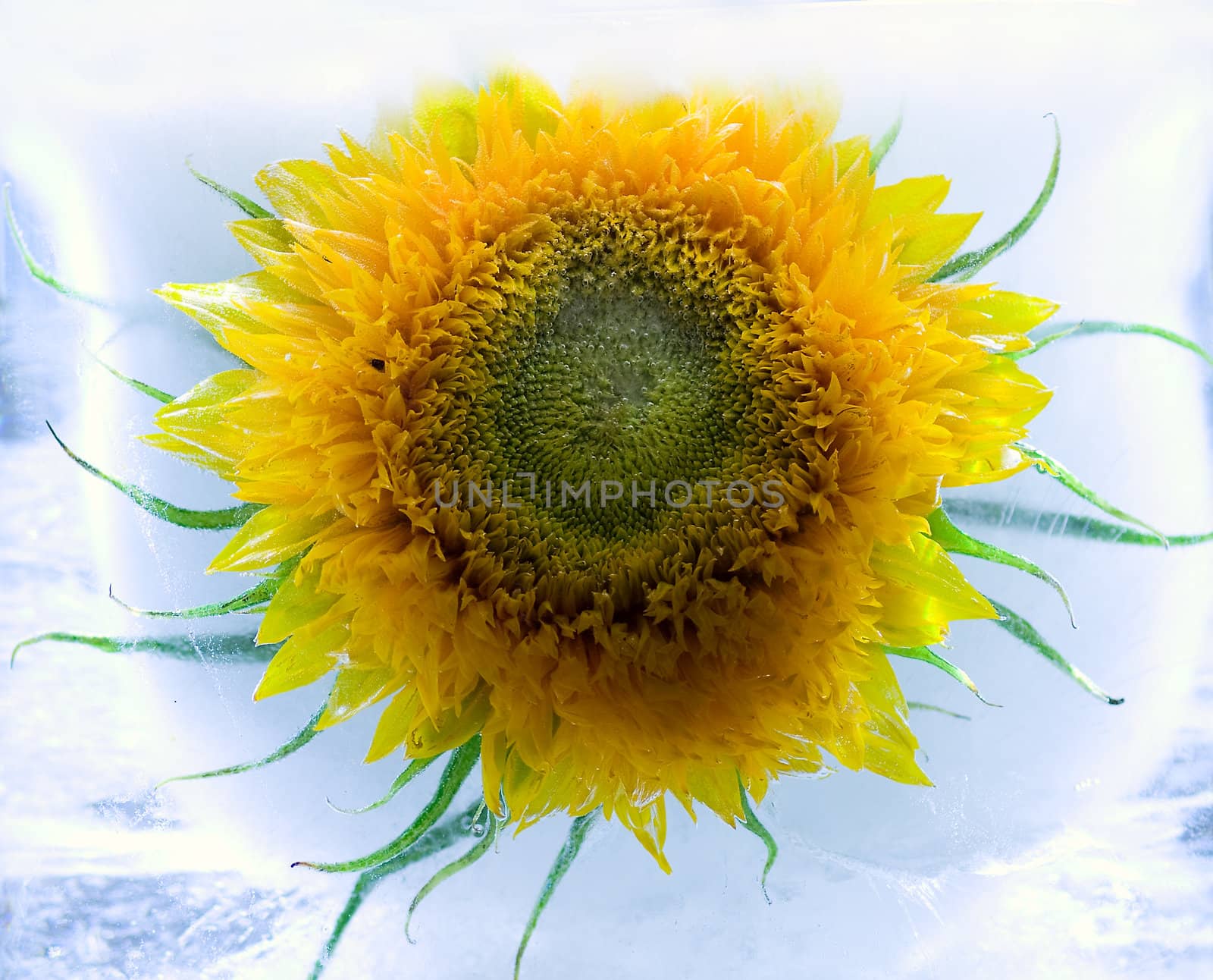 A sunflower in ice. yellow  and blue colours. Macro.  