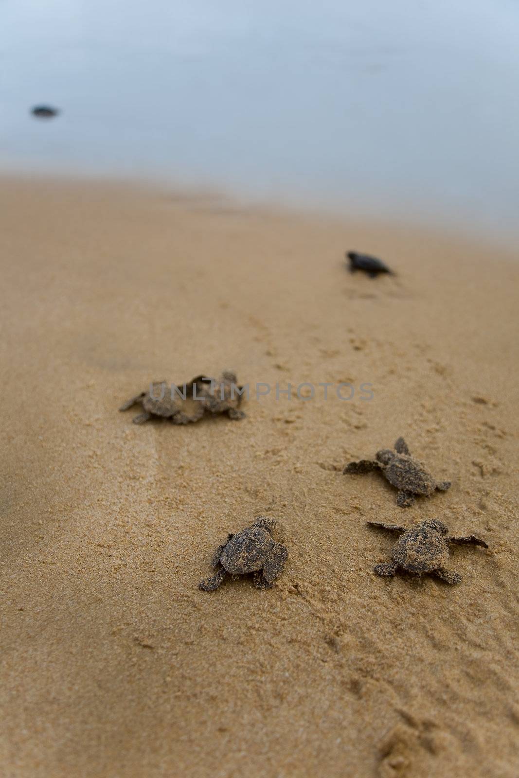 Baby turtles making it's way to the ocean by foryouinf