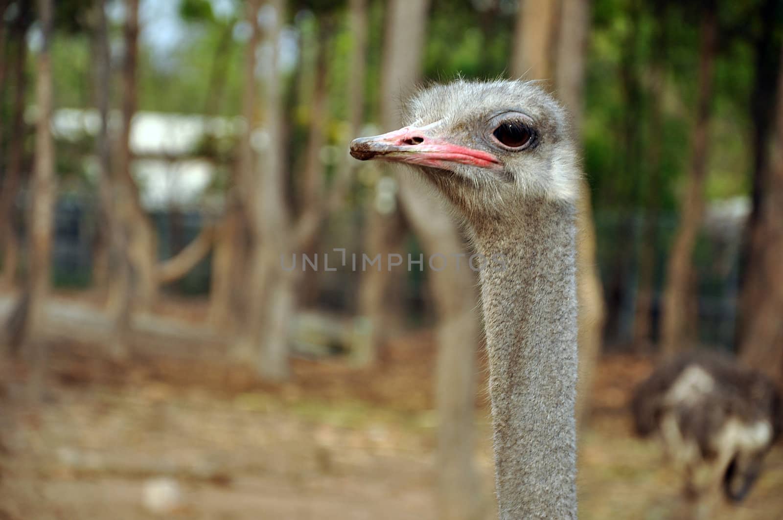 Ostriches formerly occupied Africa north and south of the Sahara, East Africa, Africa south of the rain forest belt, and much of Asia Minor.