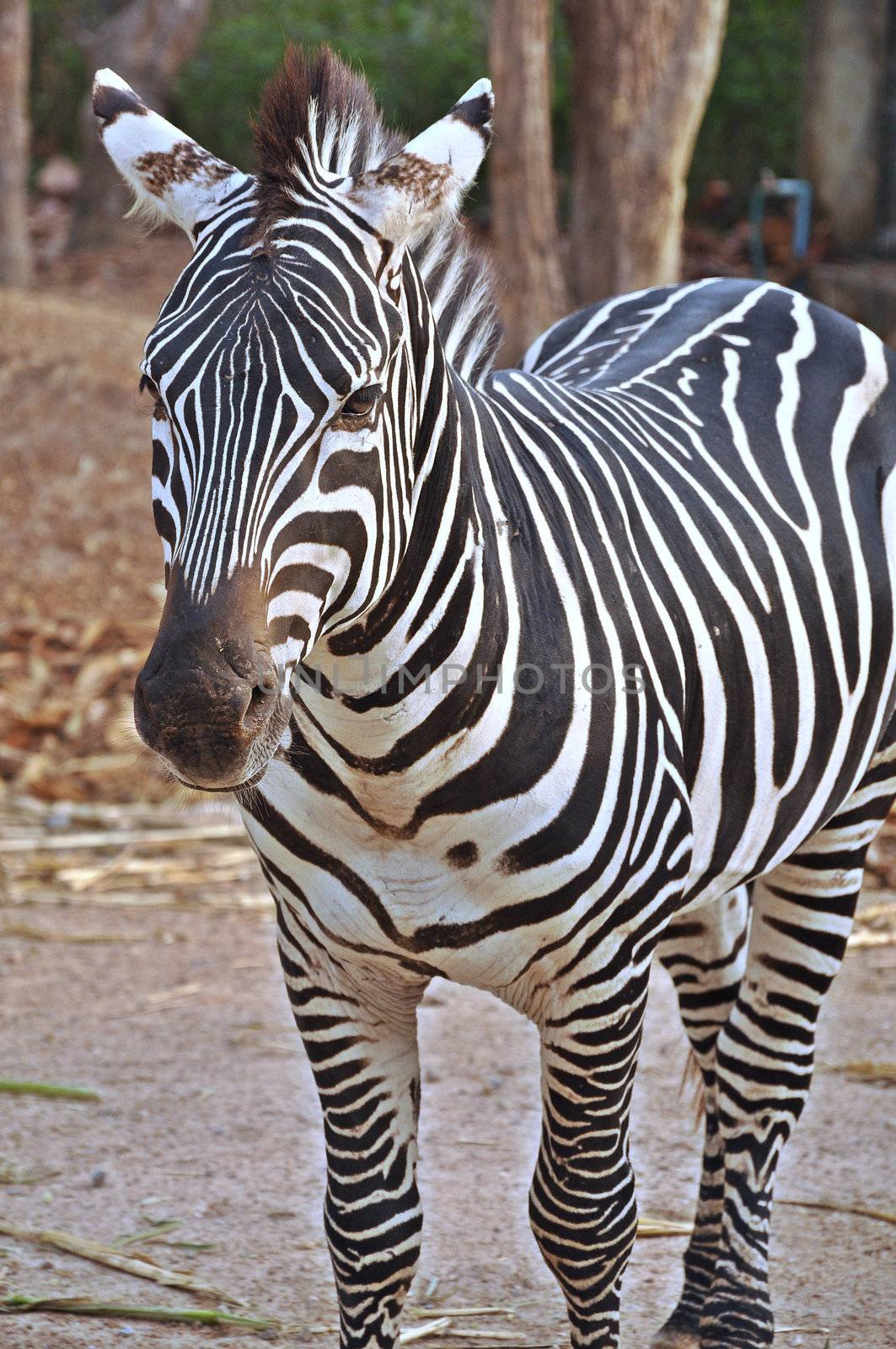 Zebras evolved Among the Old World horses within the last 4 million years.