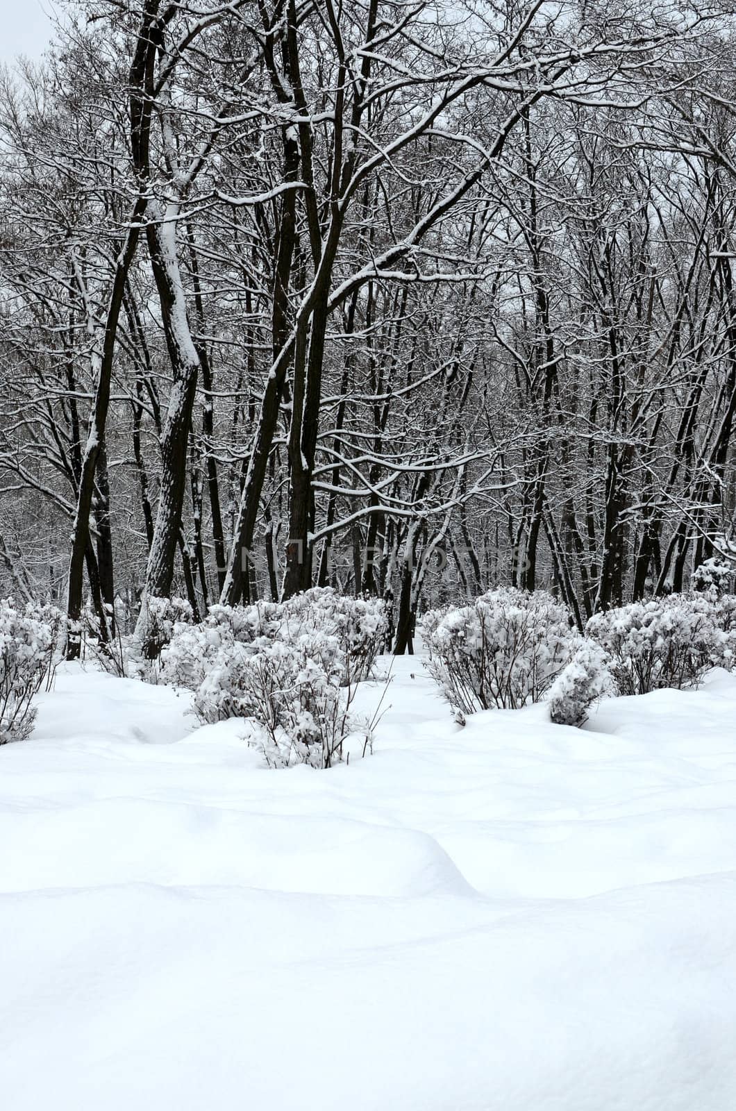 Winter park in snow