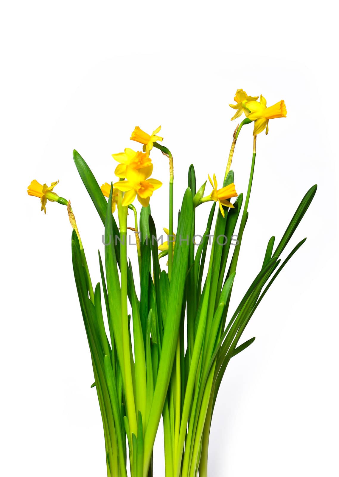 Beautiful springtime narcissus isolated on a white background