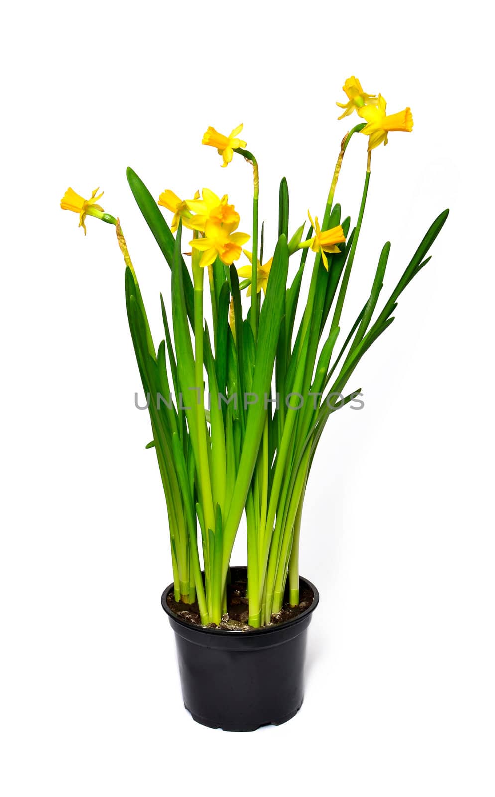 Pot of Narcissus on a white background by DNKSTUDIO