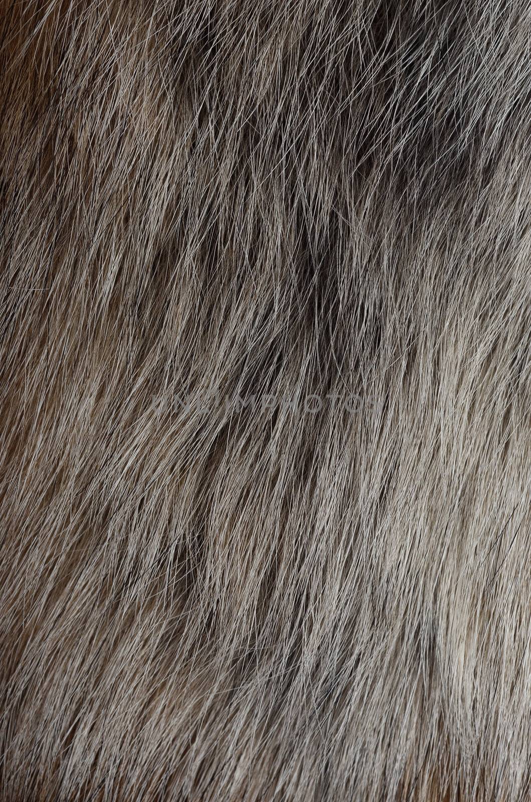 Polar fox fur texture by DNKSTUDIO