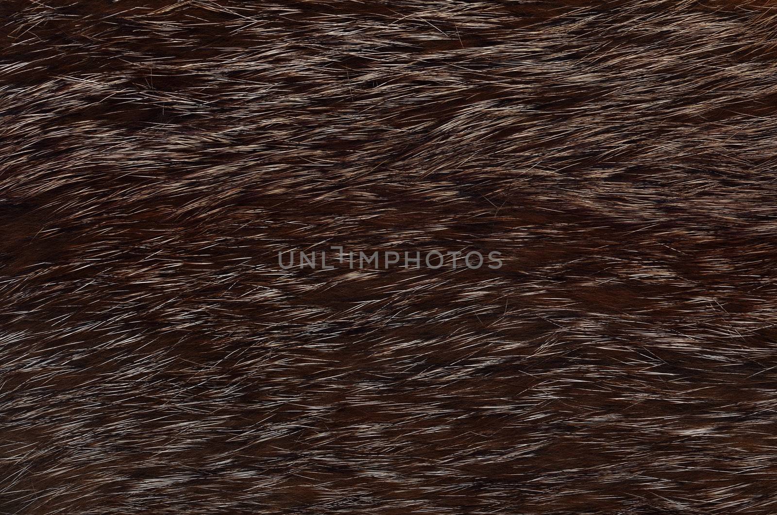 Closeup of beautiful polar Fox fur. Useful as background by DNKSTUDIO