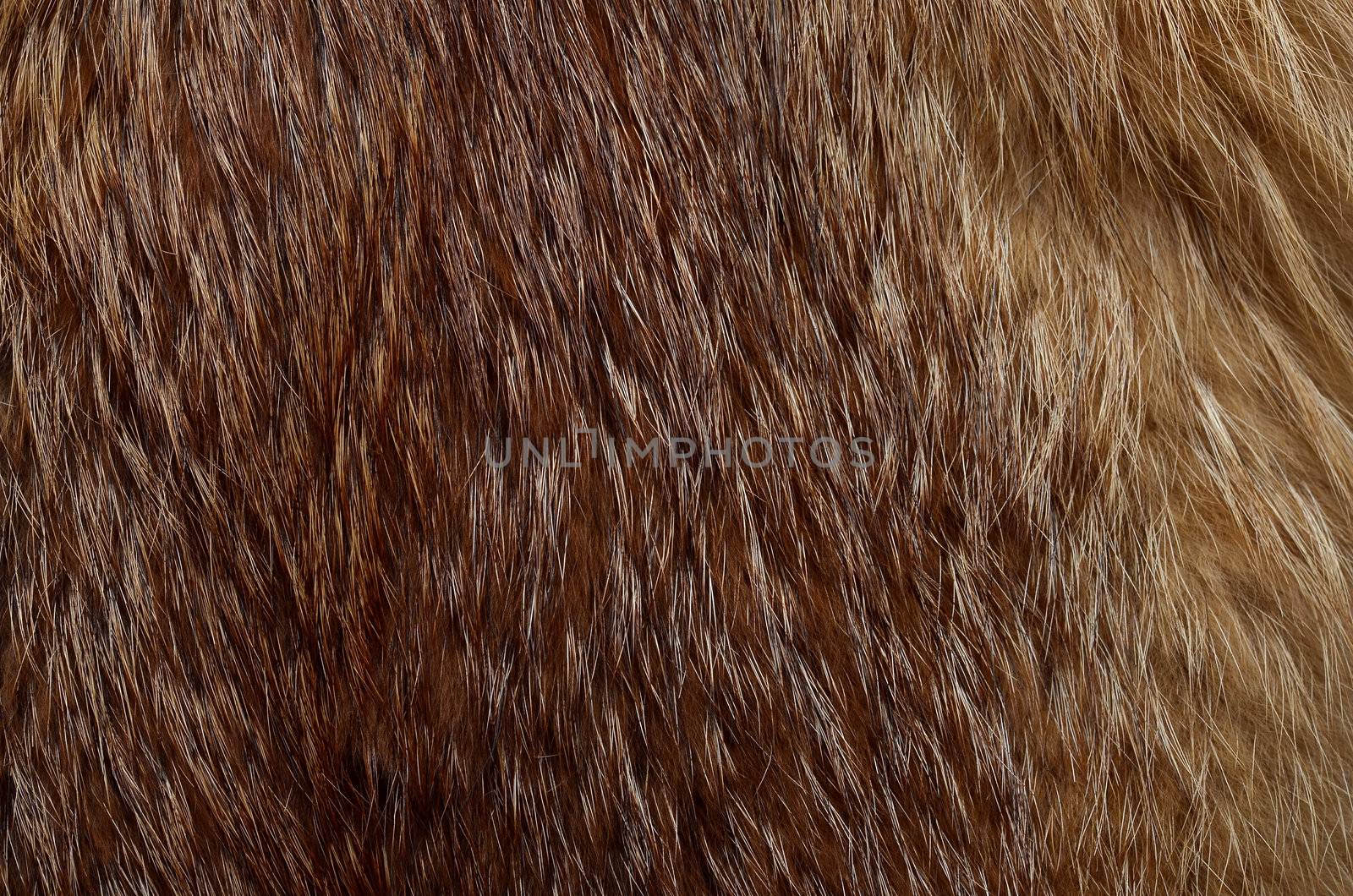 Closeup of beautiful polar Fox fur. Useful as background