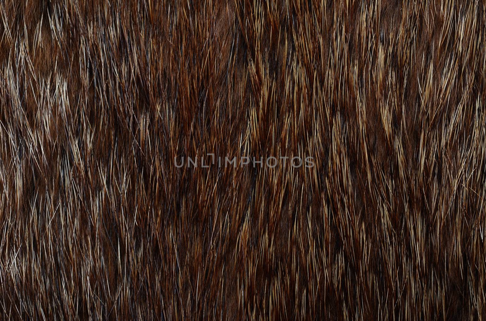 Closeup of beautiful polar Fox fur. Useful as background by DNKSTUDIO