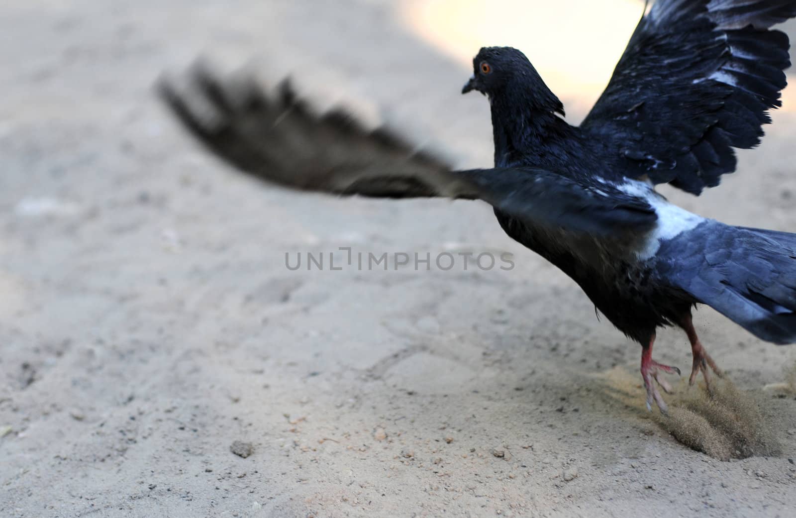 Pigeon, flying up  by DNKSTUDIO