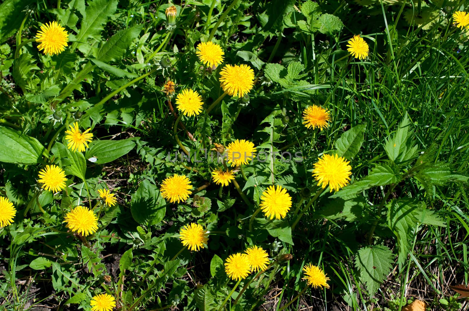 Flowering meadow with yellow flowers in summer