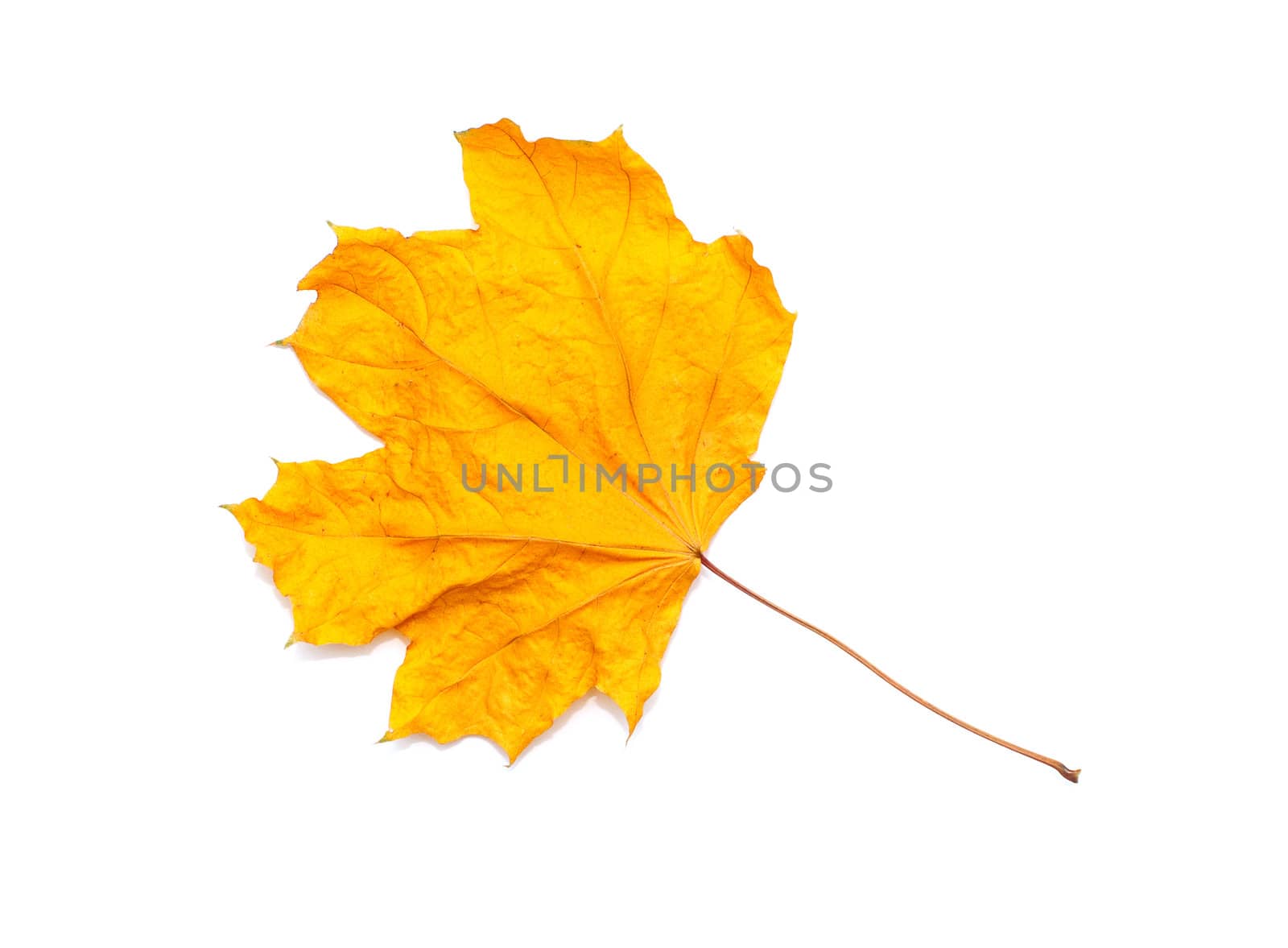 Dry maple leaf by DNKSTUDIO