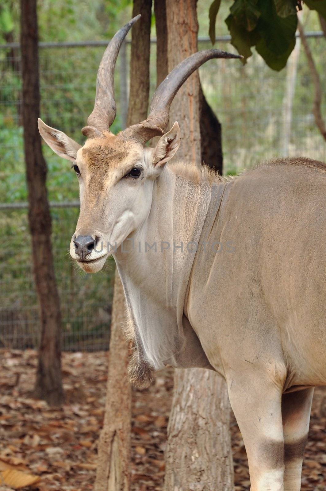 The elands are spiral-horned antelopes belonging to the Bovid tribe of Tragelaphini.