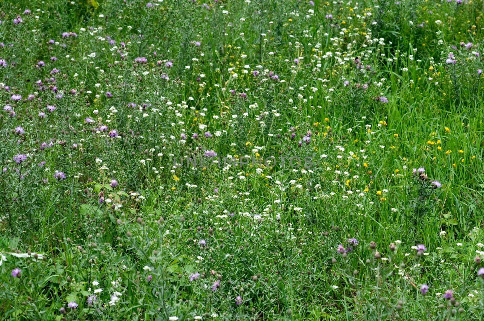 Close-up Image of Spring Meadow with Green Grass and Field Flowers
