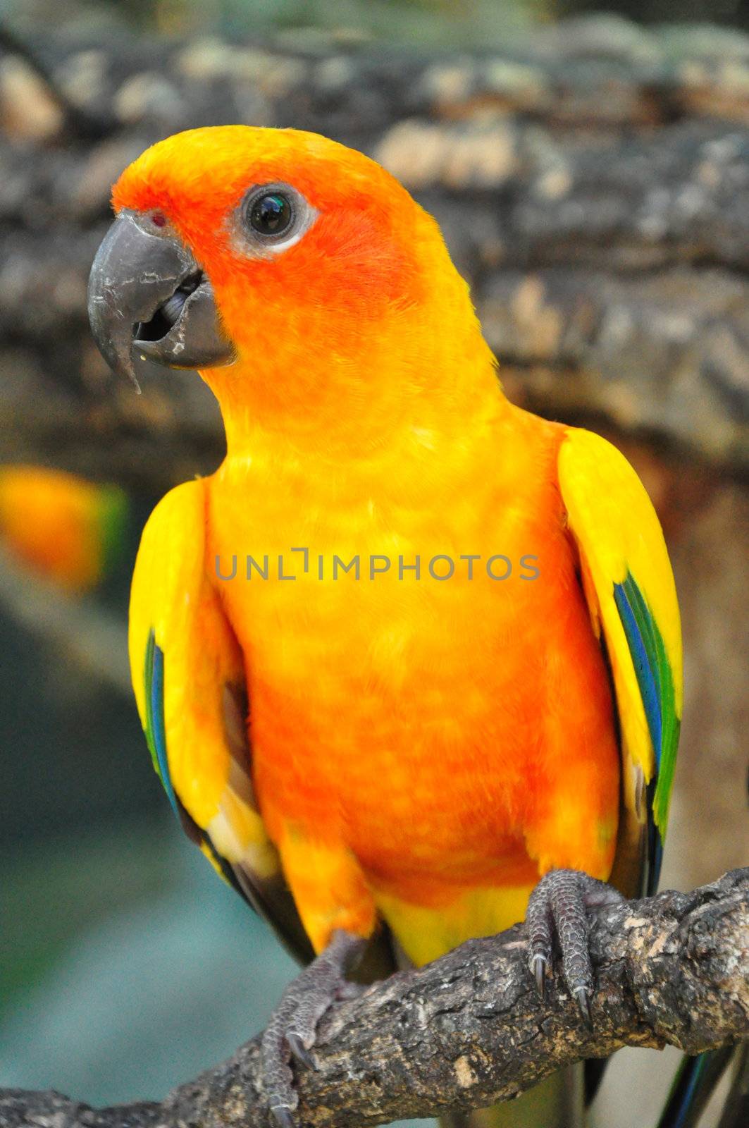 Sun Conure has a rich yellow crown, nape, mantle, lesser wing-coverts, tips of the greater wing-coverts, chest, and underwing-coverts.