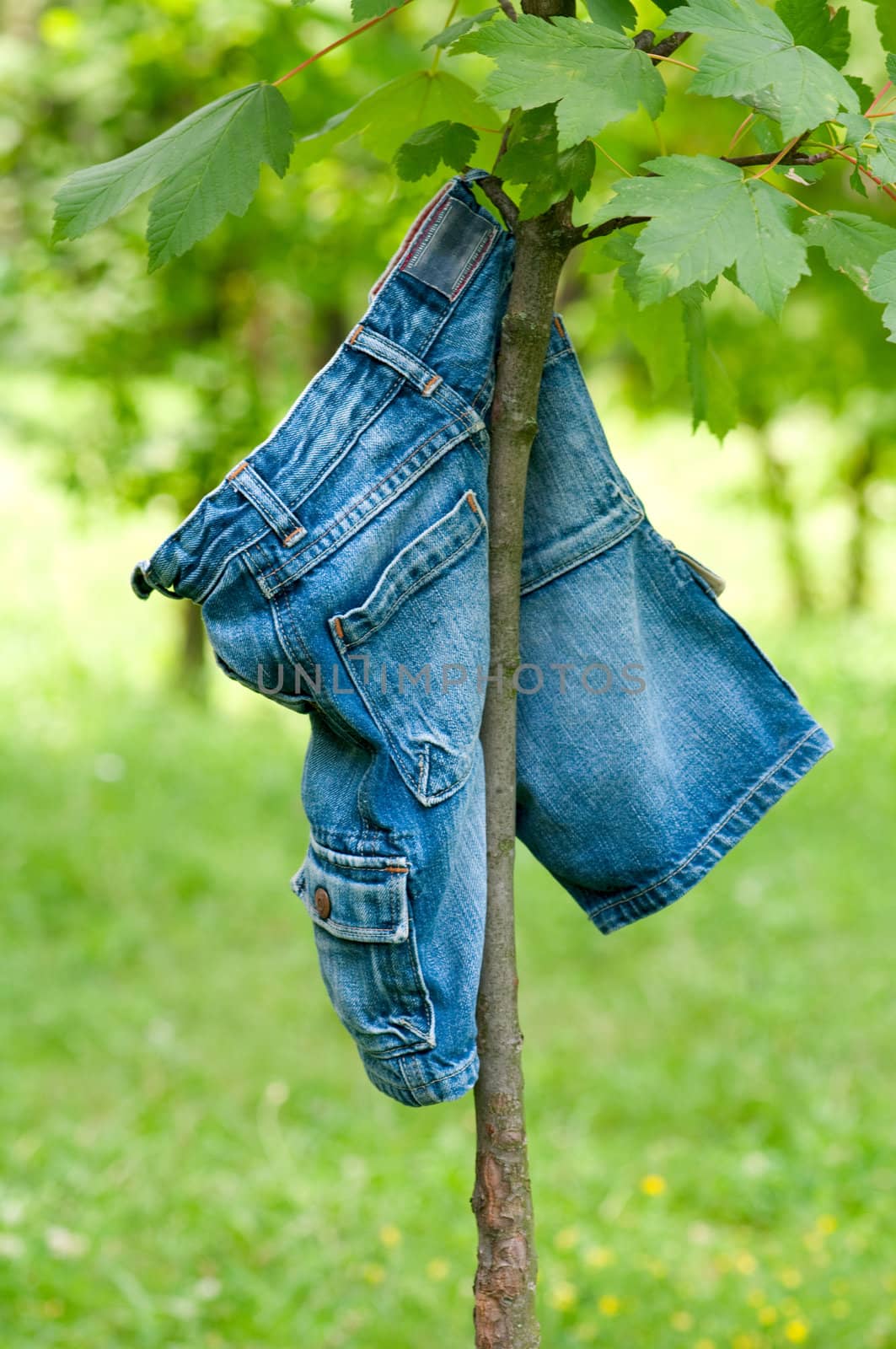 blue jeans hanging on a tree by DNKSTUDIO