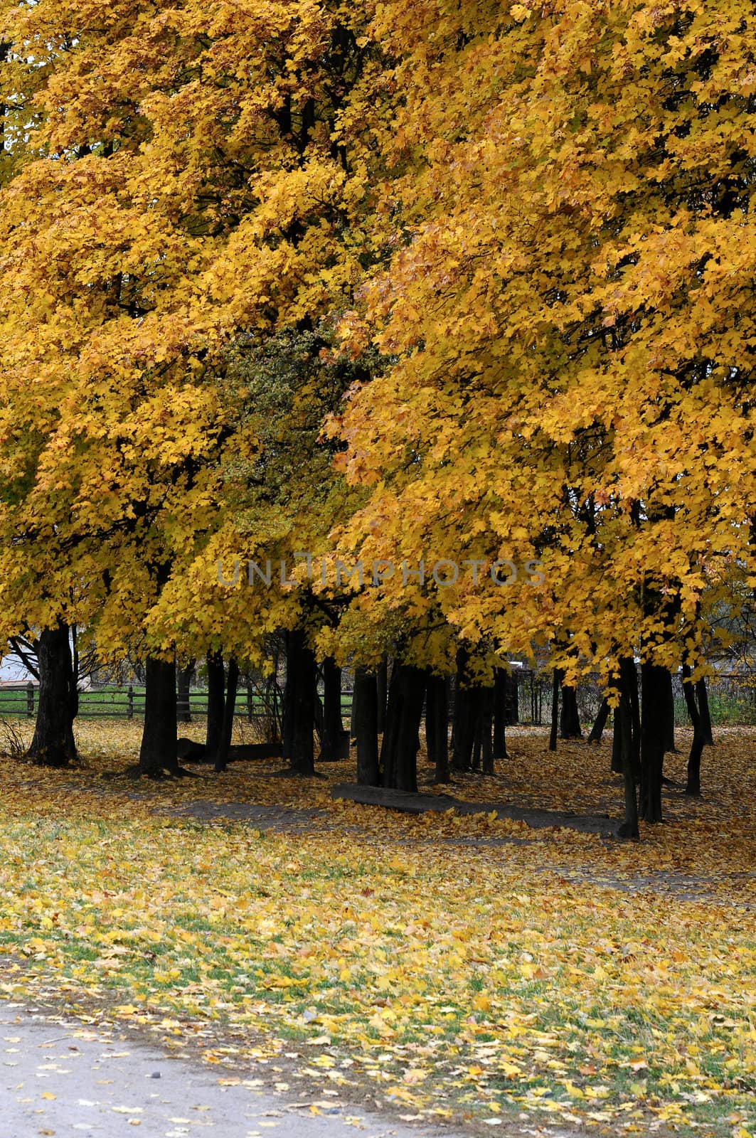 Park in the fall by DNKSTUDIO