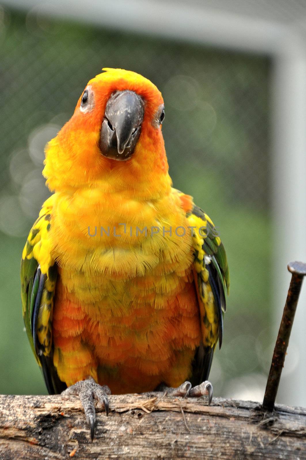 Sun Conure has a rich yellow crown, nape, mantle, lesser wing-coverts, tips of the greater wing-coverts, chest, and underwing-coverts.