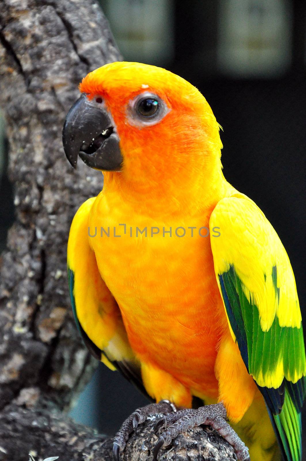 Sun Conure has a rich yellow crown, nape, mantle, lesser wing-coverts, tips of the greater wing-coverts, chest, and underwing-coverts.