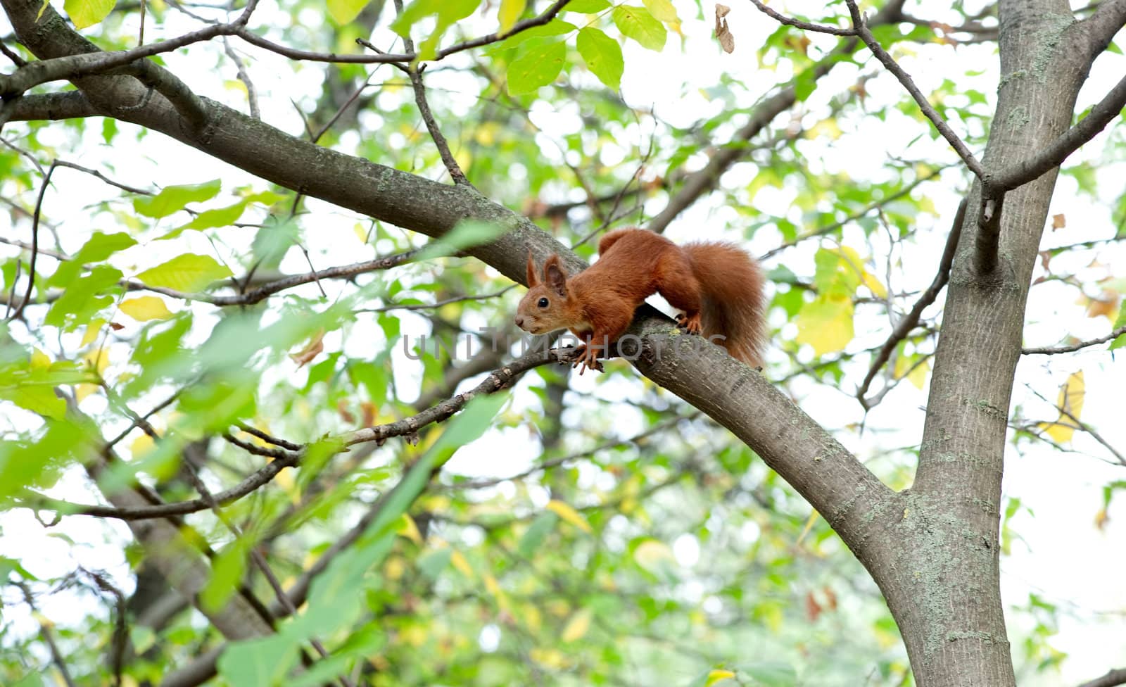 Squirrel on tree in the forest 