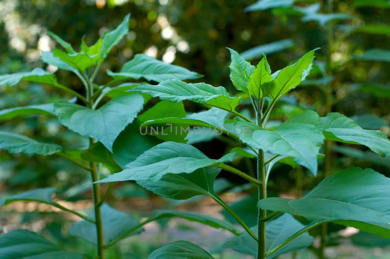 Young green sunflower plant with shallow depth of field by DNKSTUDIO