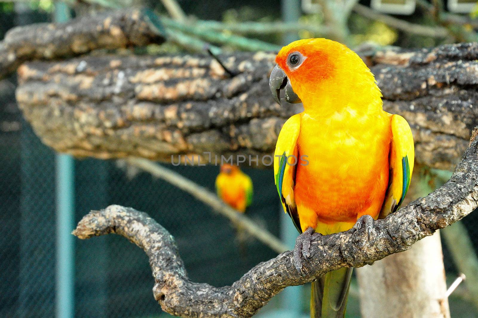 Sun Conure has a rich yellow crown, nape, mantle, lesser wing-coverts, tips of the greater wing-coverts, chest, and underwing-coverts.
