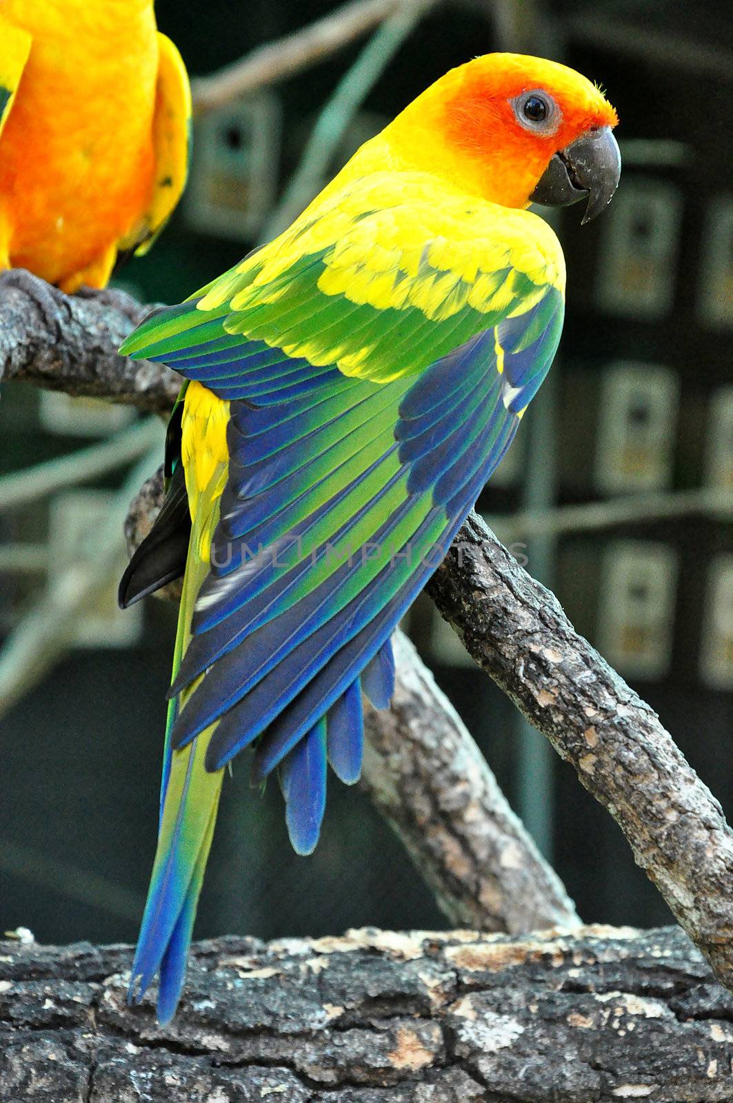 Sun Conure has a rich yellow crown, nape, mantle, lesser wing-coverts, tips of the greater wing-coverts, chest, and underwing-coverts.