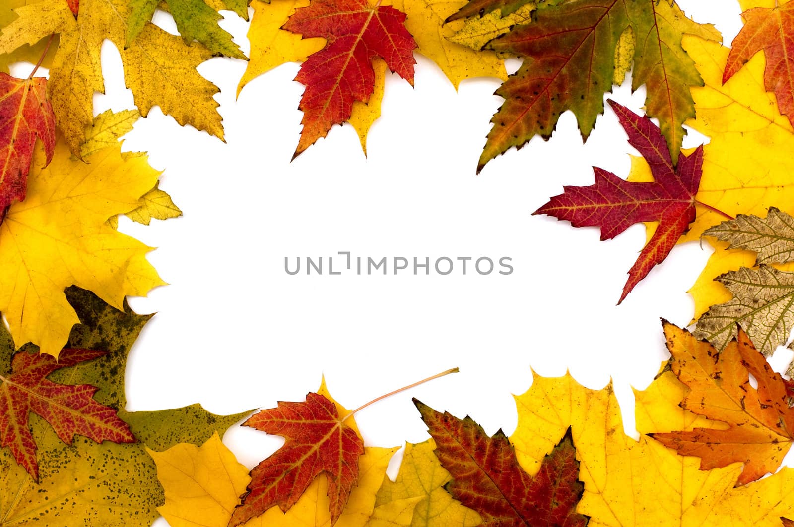 The frame of autumn leaves by DNKSTUDIO