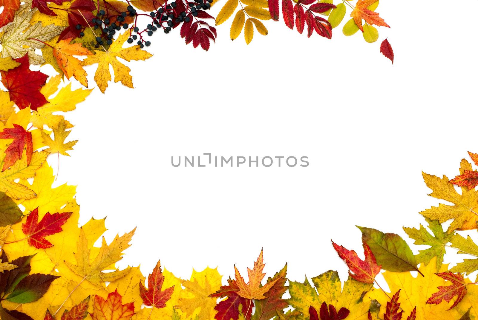Autumn leaves are different by DNKSTUDIO