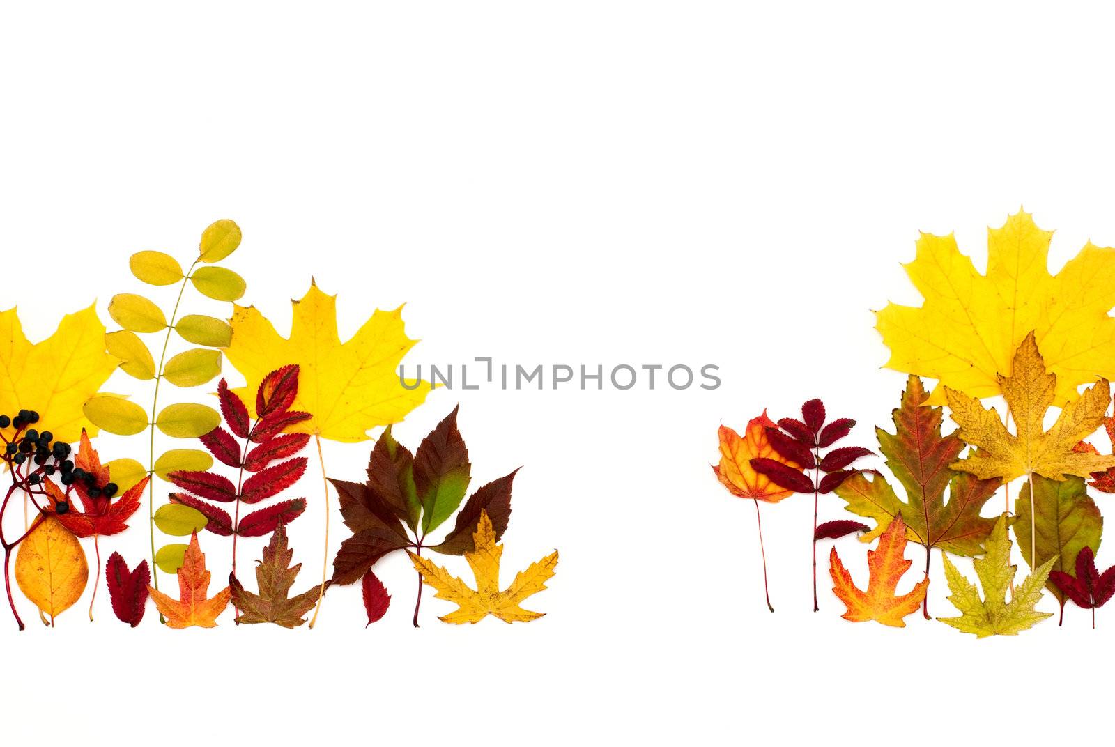 Autumn leaves are different by DNKSTUDIO