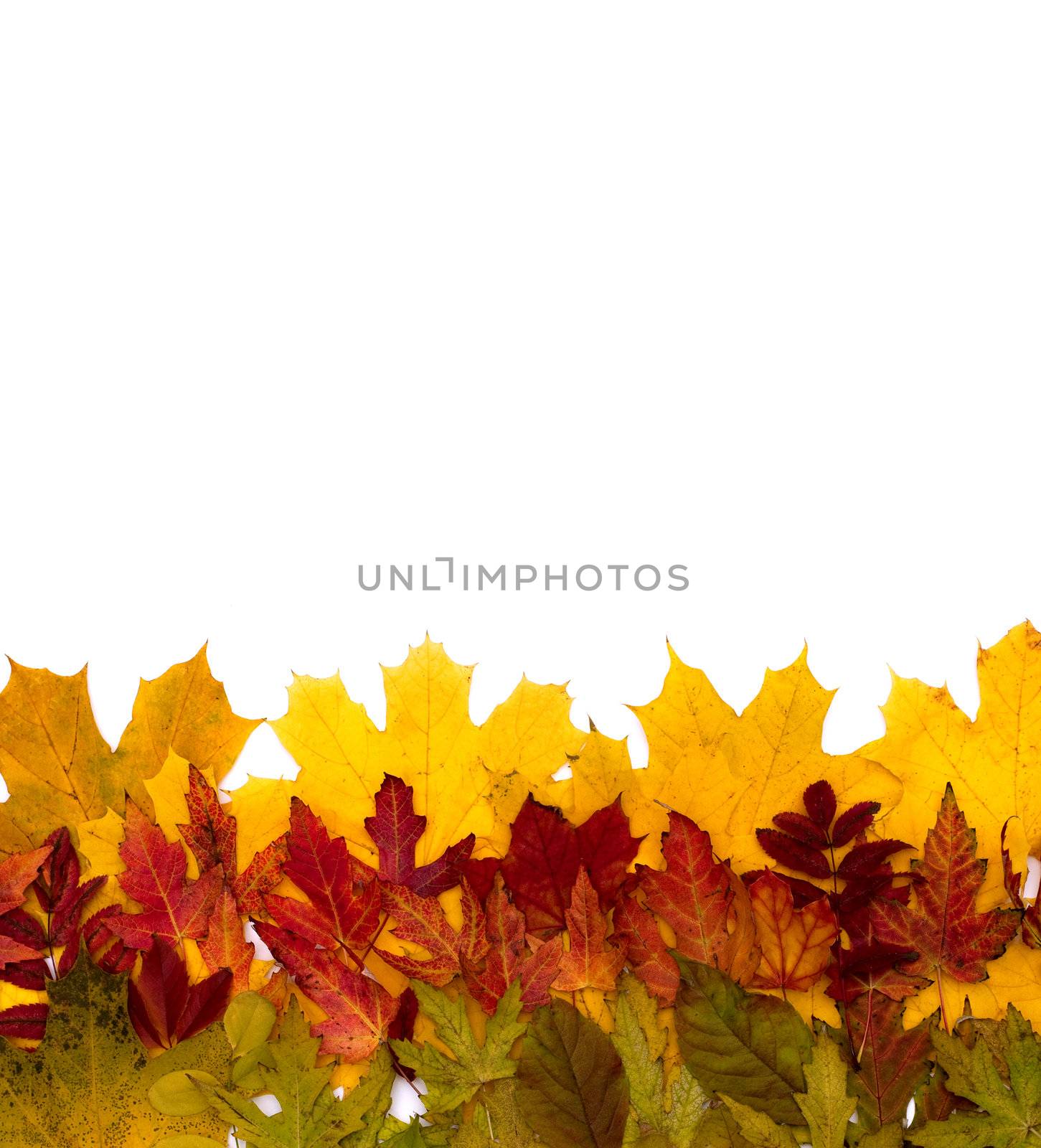 Autumn leaves are different by DNKSTUDIO