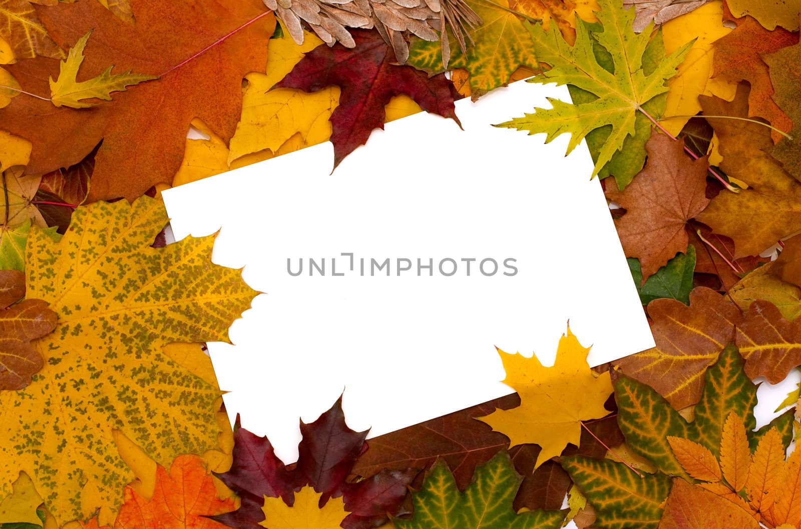 Autumn leaves background by DNKSTUDIO