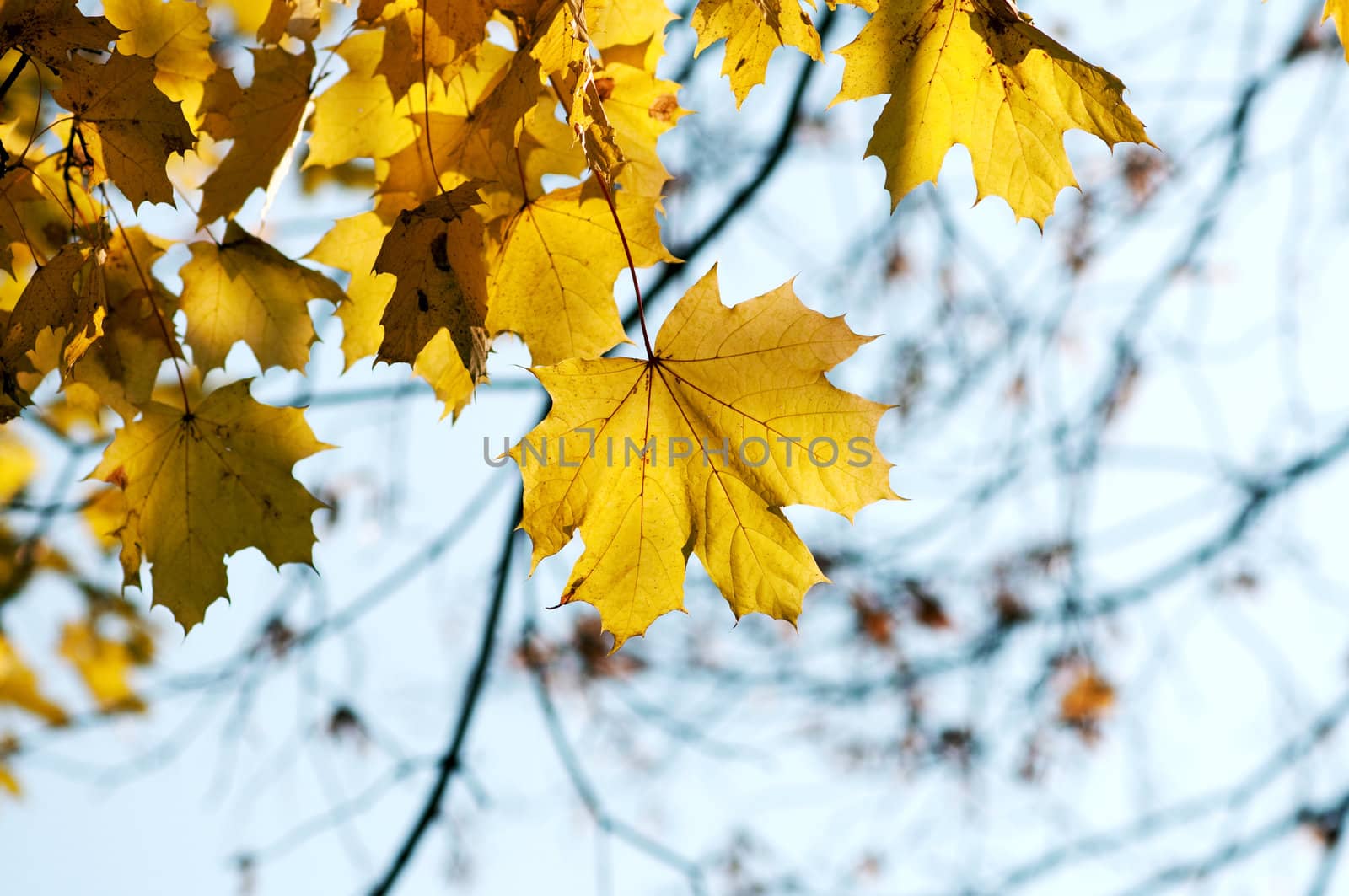 Yellow leaves on the branches in the autumn forest.