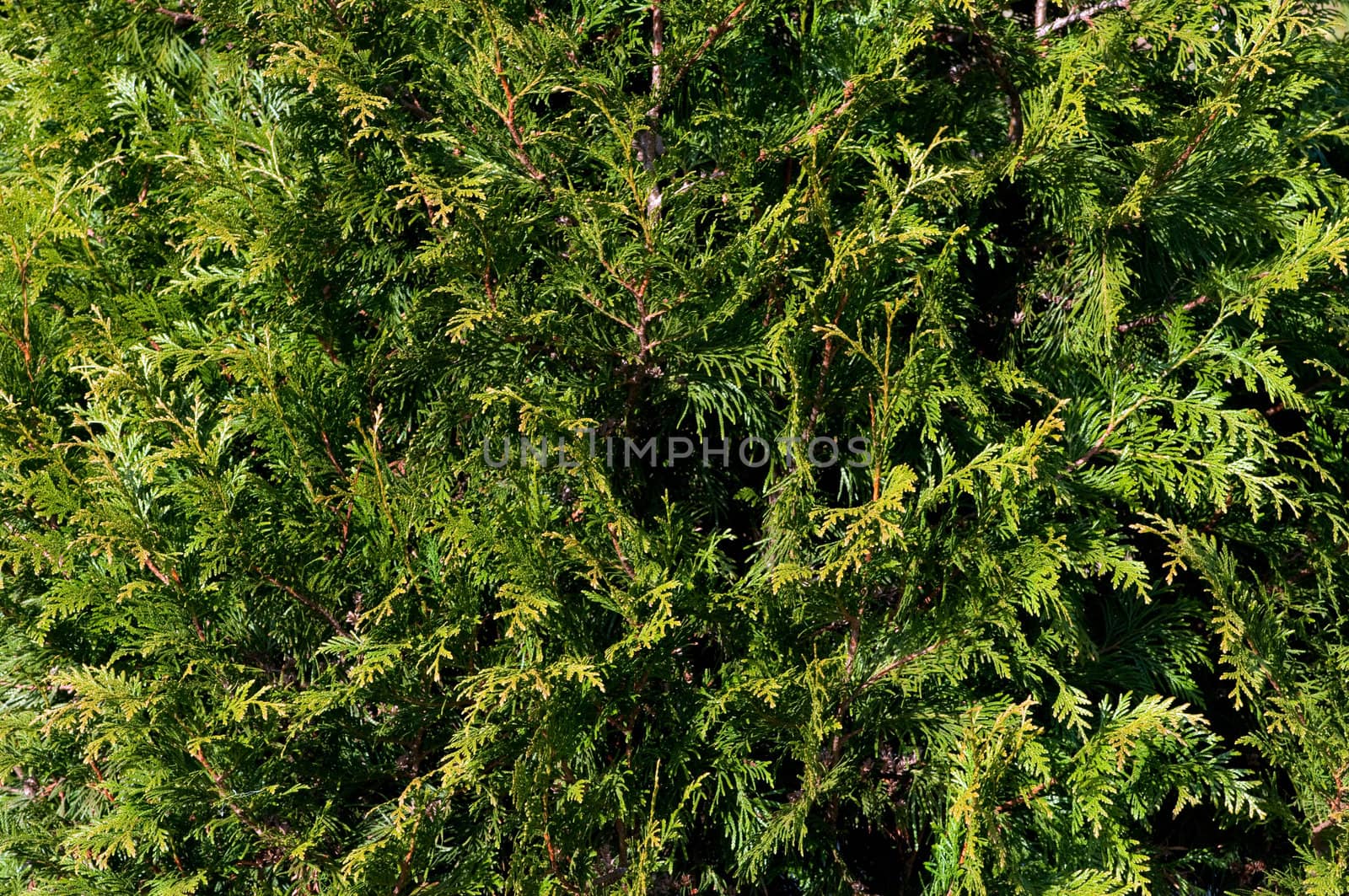 Thuja branches background by DNKSTUDIO