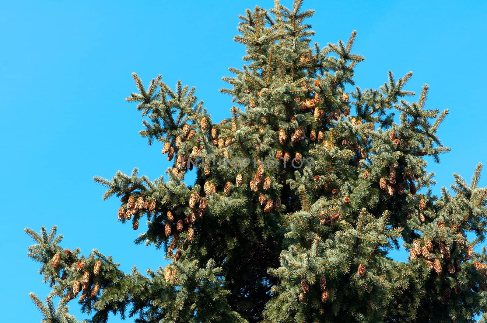 Background of pine tree needles with cones by DNKSTUDIO