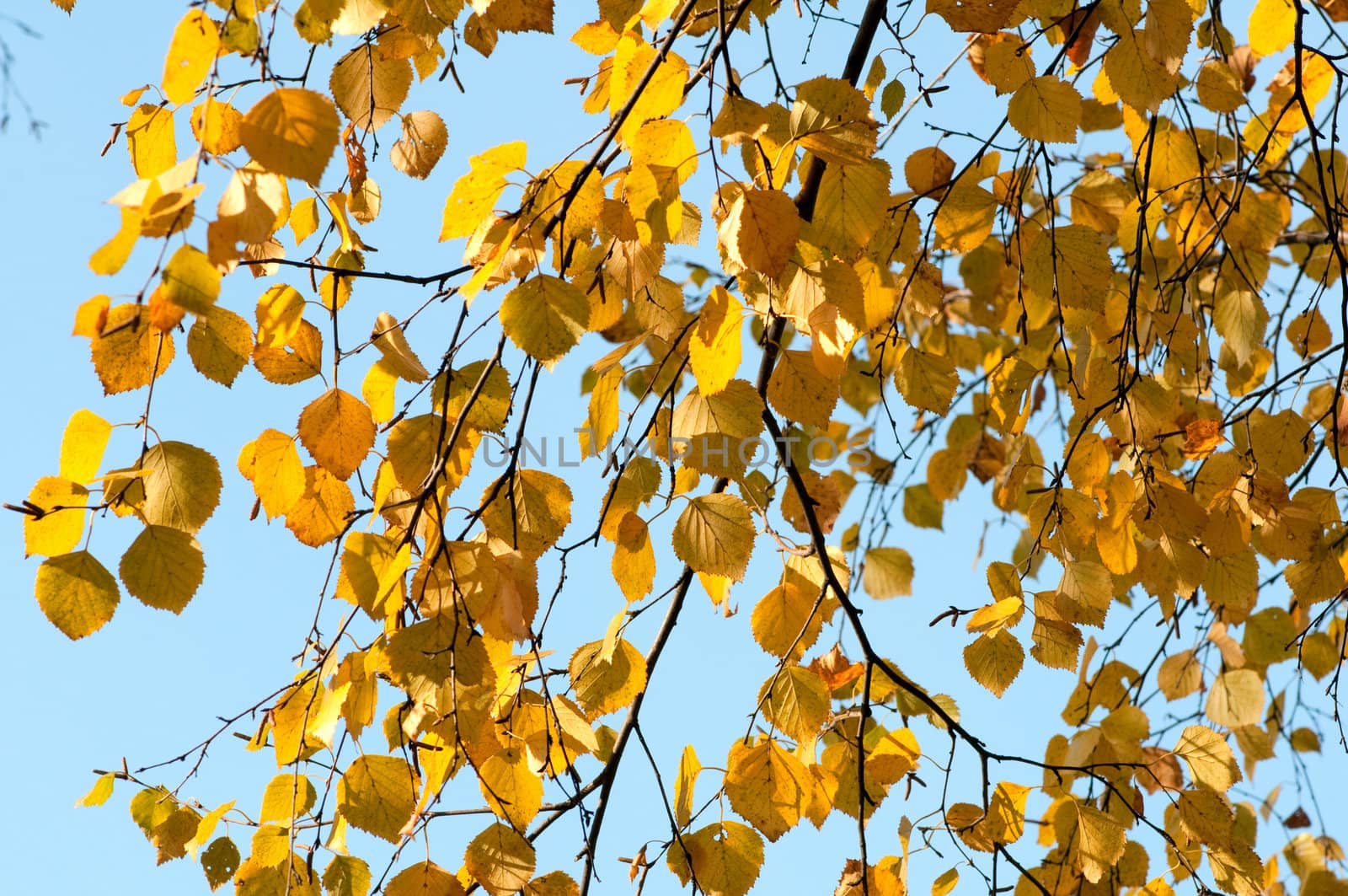 yellow birch leaves against clear blue sky on a sunny day in the by DNKSTUDIO