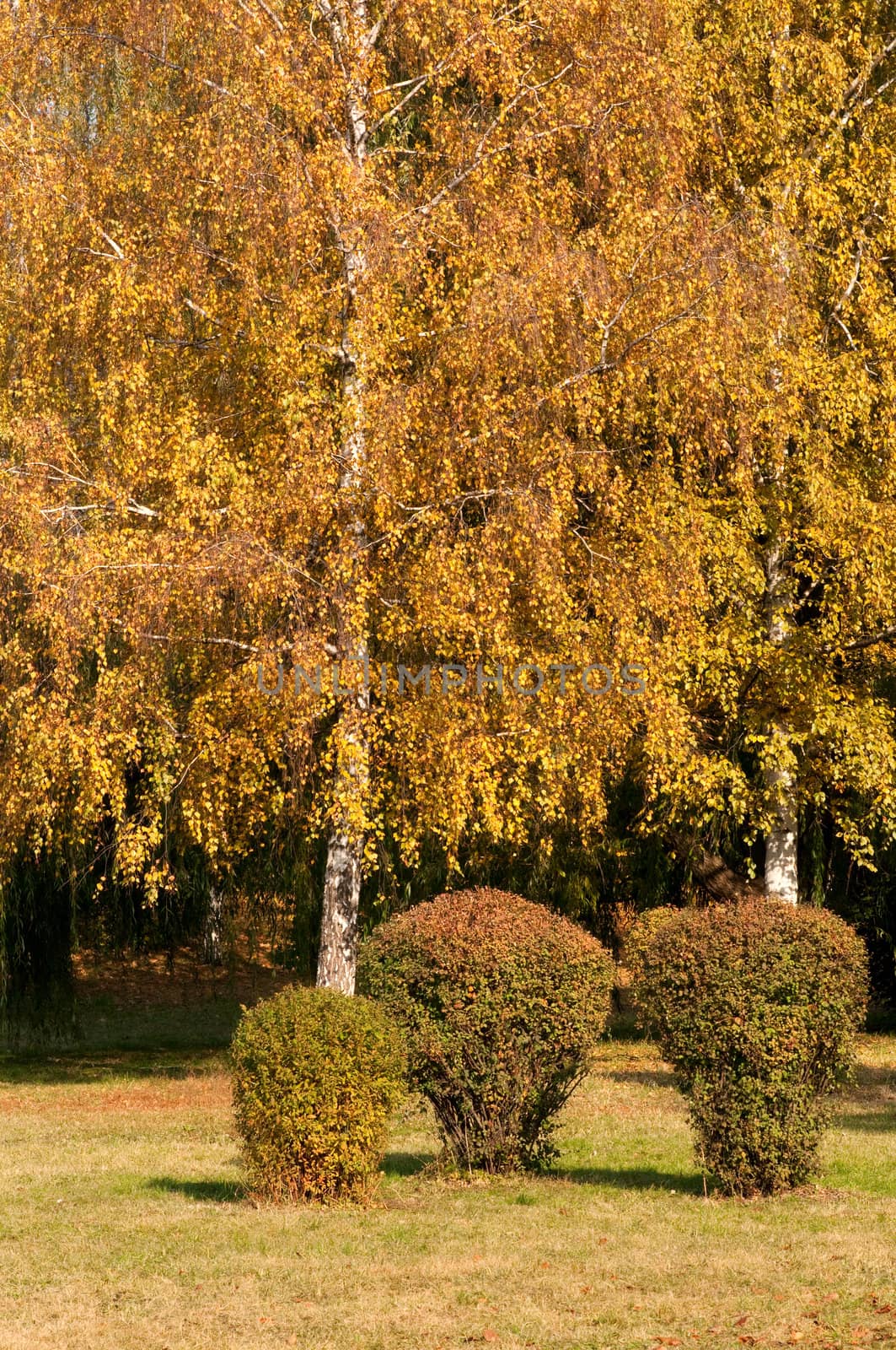 Autumn landscape. Yellow birch tree in the park