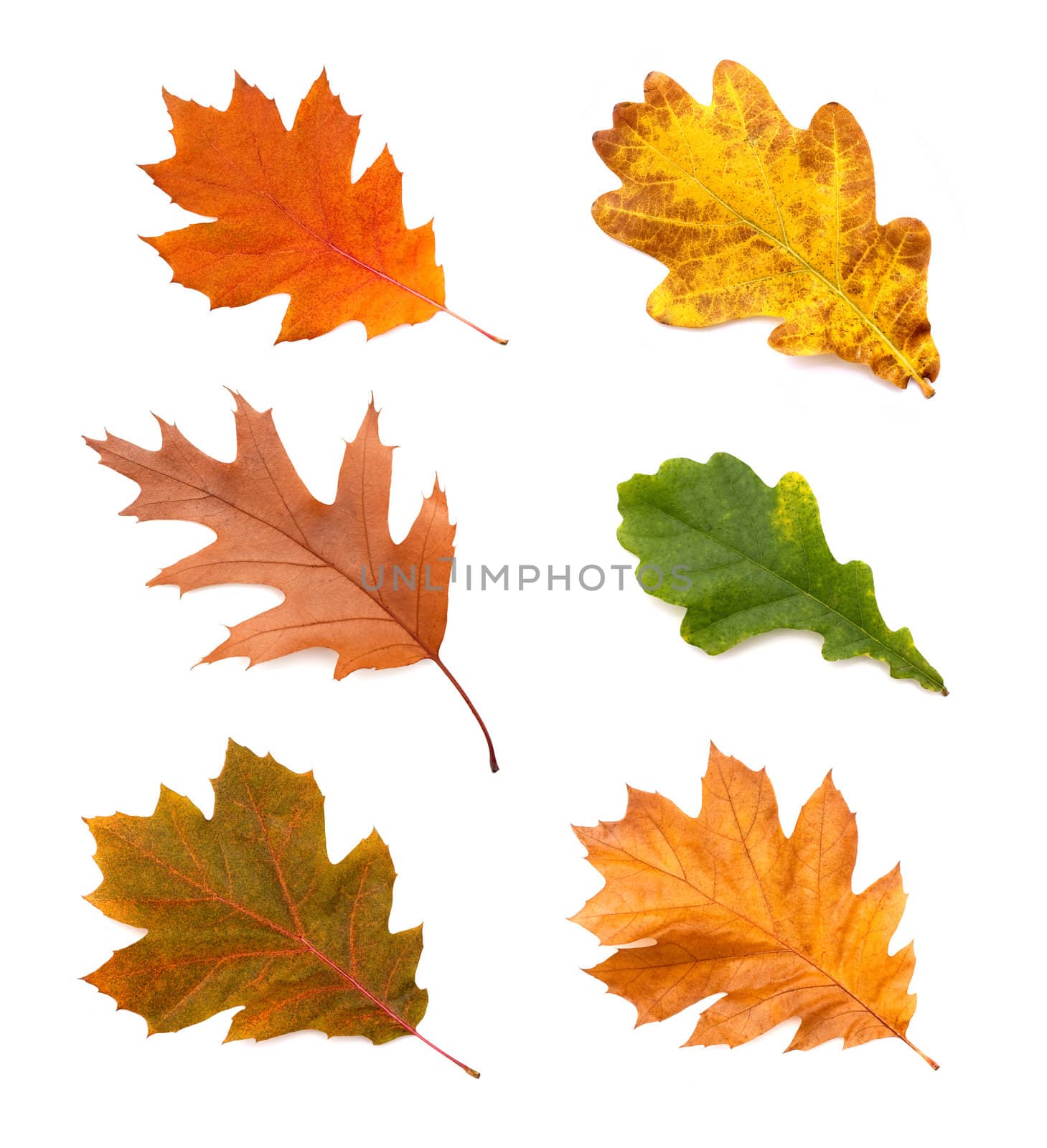 collection autumn leaves of oak isolated on white background