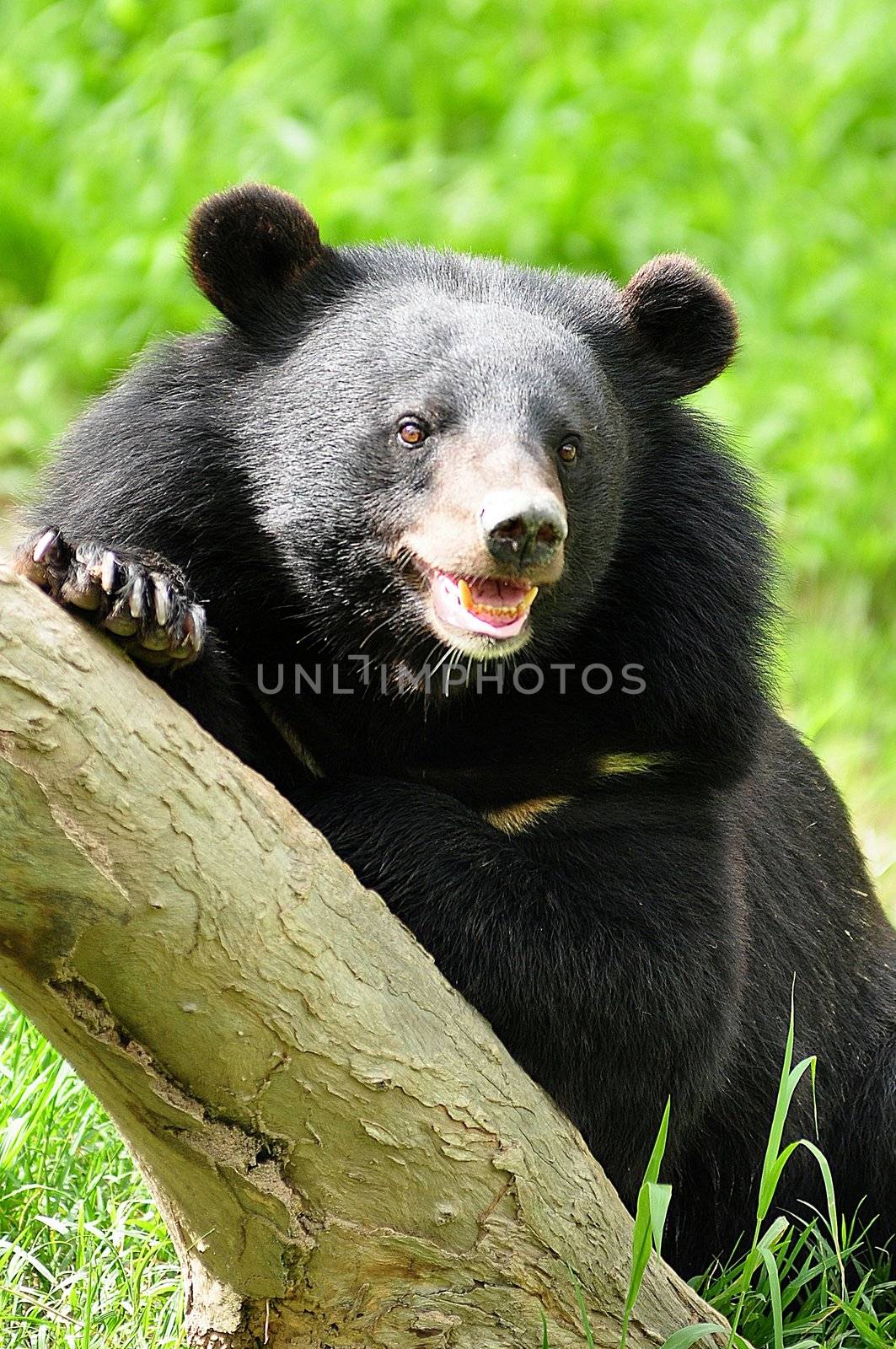 asiatic black bear by MaZiKab