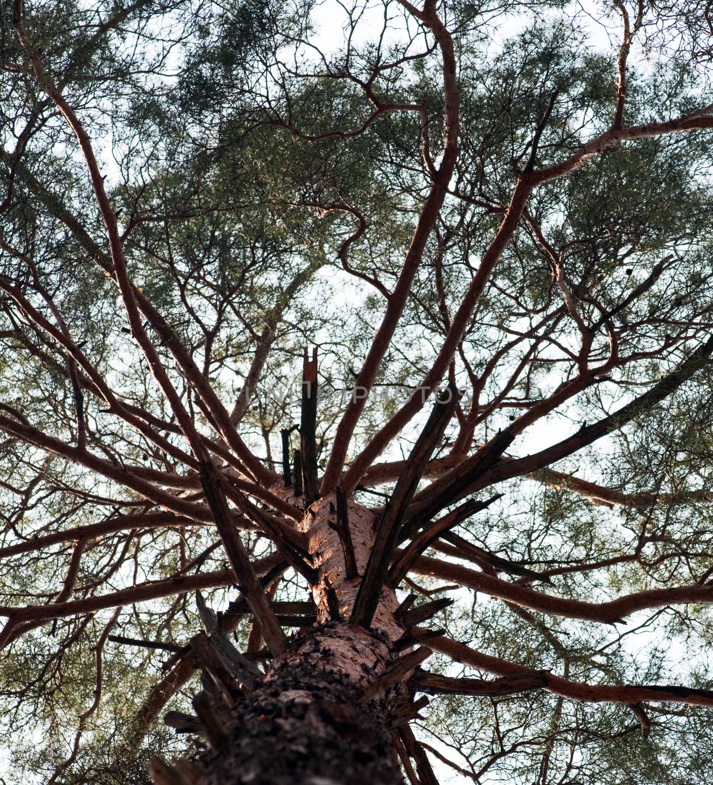 Pine tree against blue sky. View from below