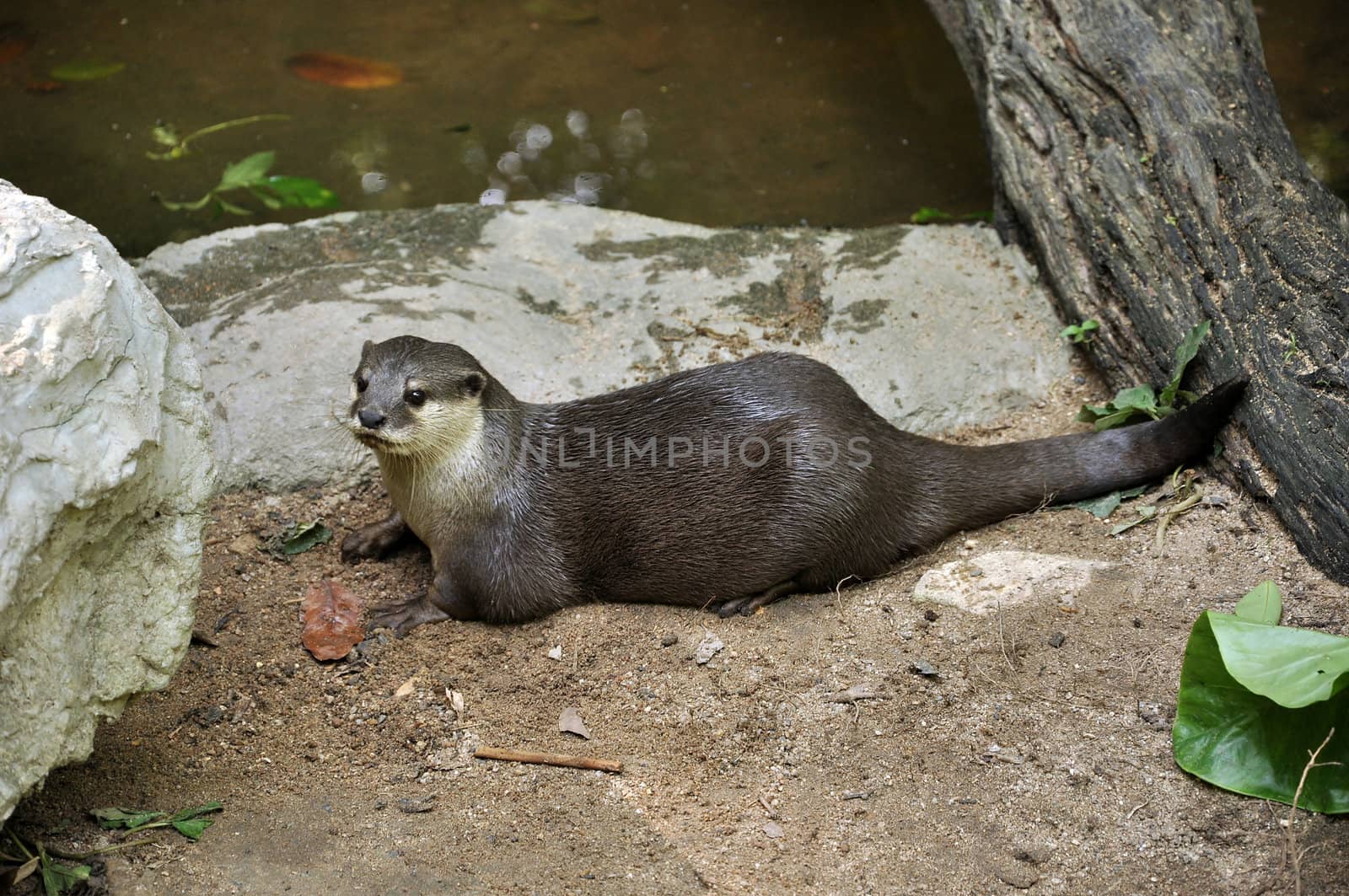 Otter is semi-aquatic mammal. Otters live up to 16 years