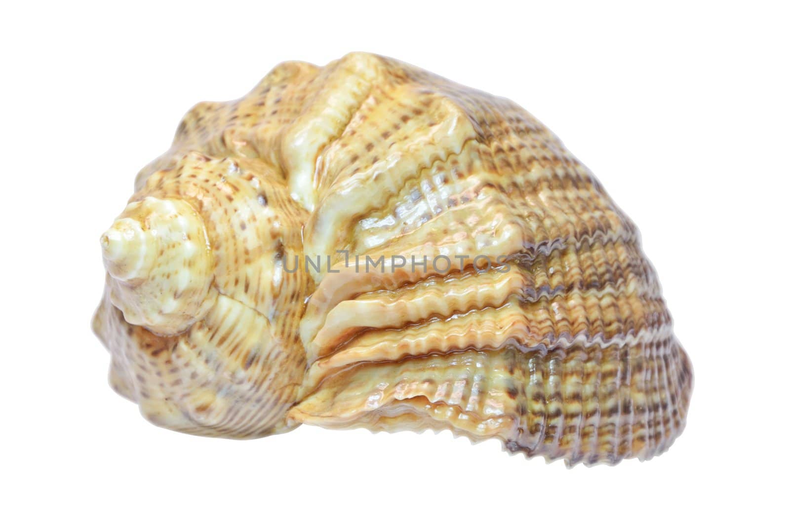 Sea shell isolated on the white background