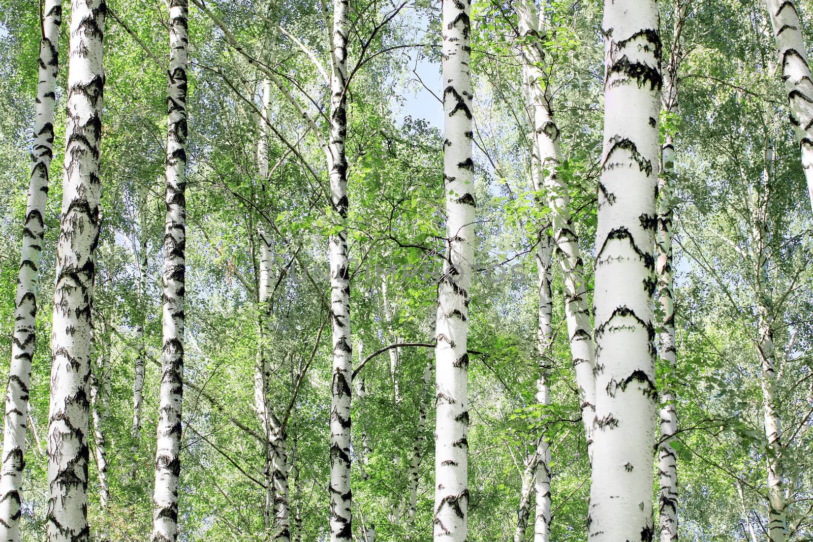 birch grove in the spring
