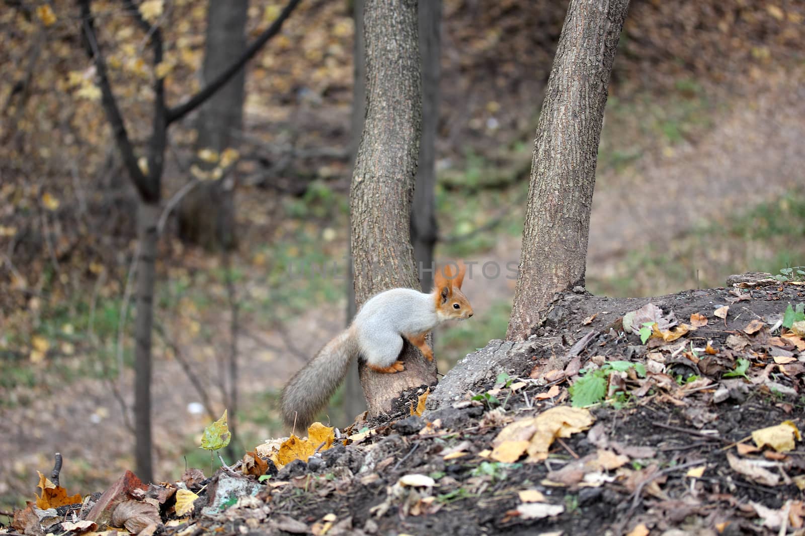 squirrel on a tree near ground
