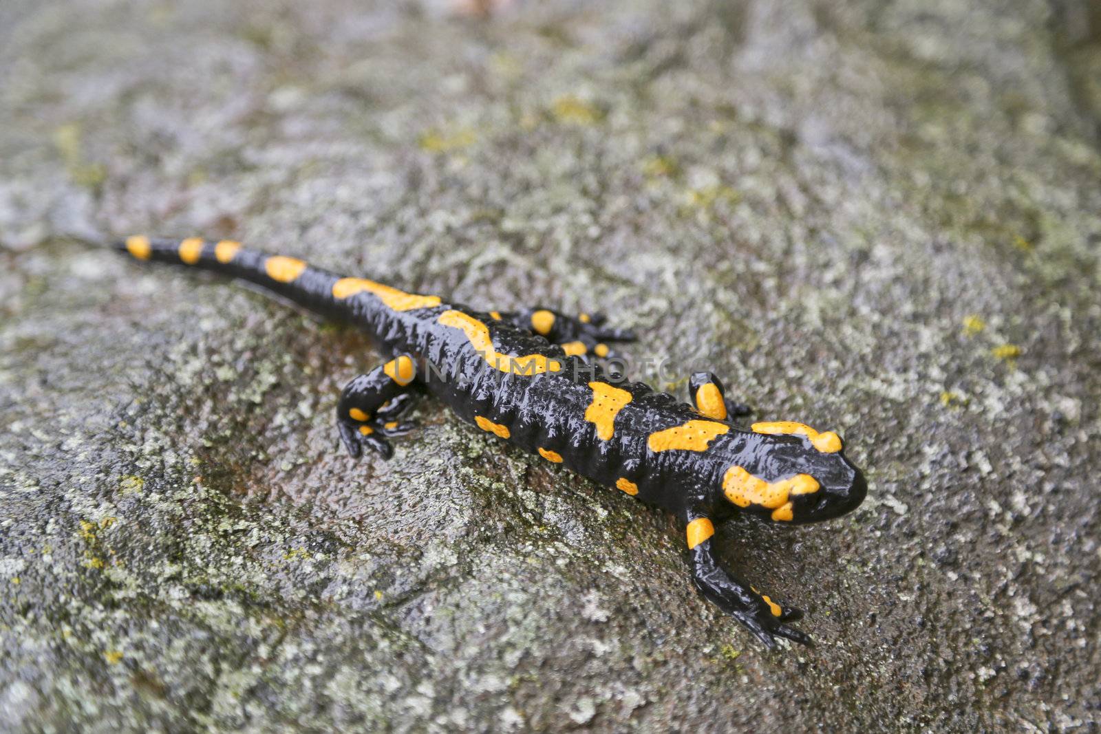 Closeup of a fire salamander on a stone