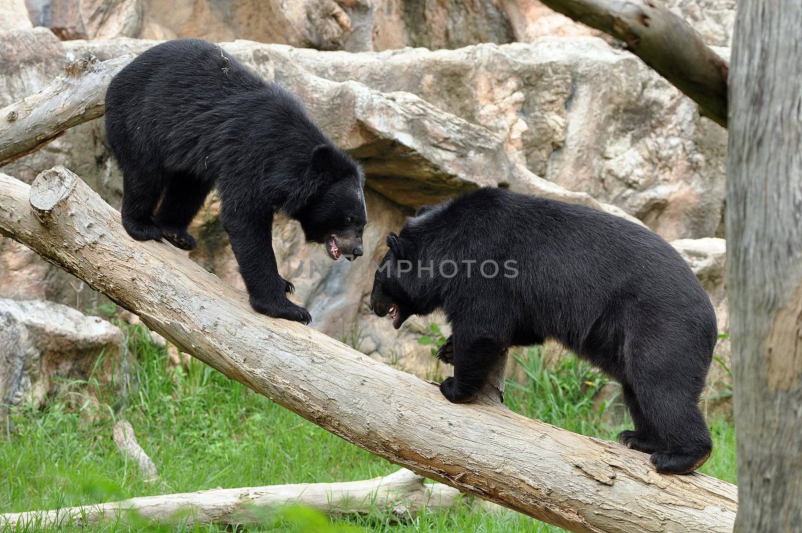 asiatic black bear by MaZiKab