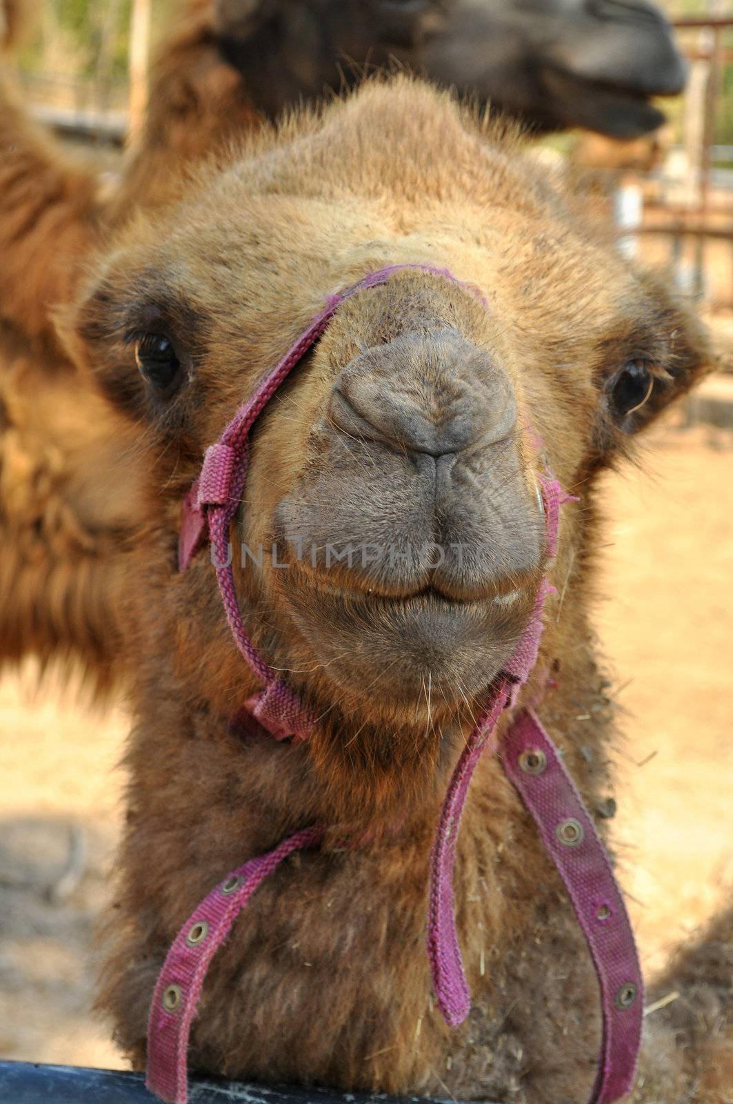 Bactrian camel  by MaZiKab