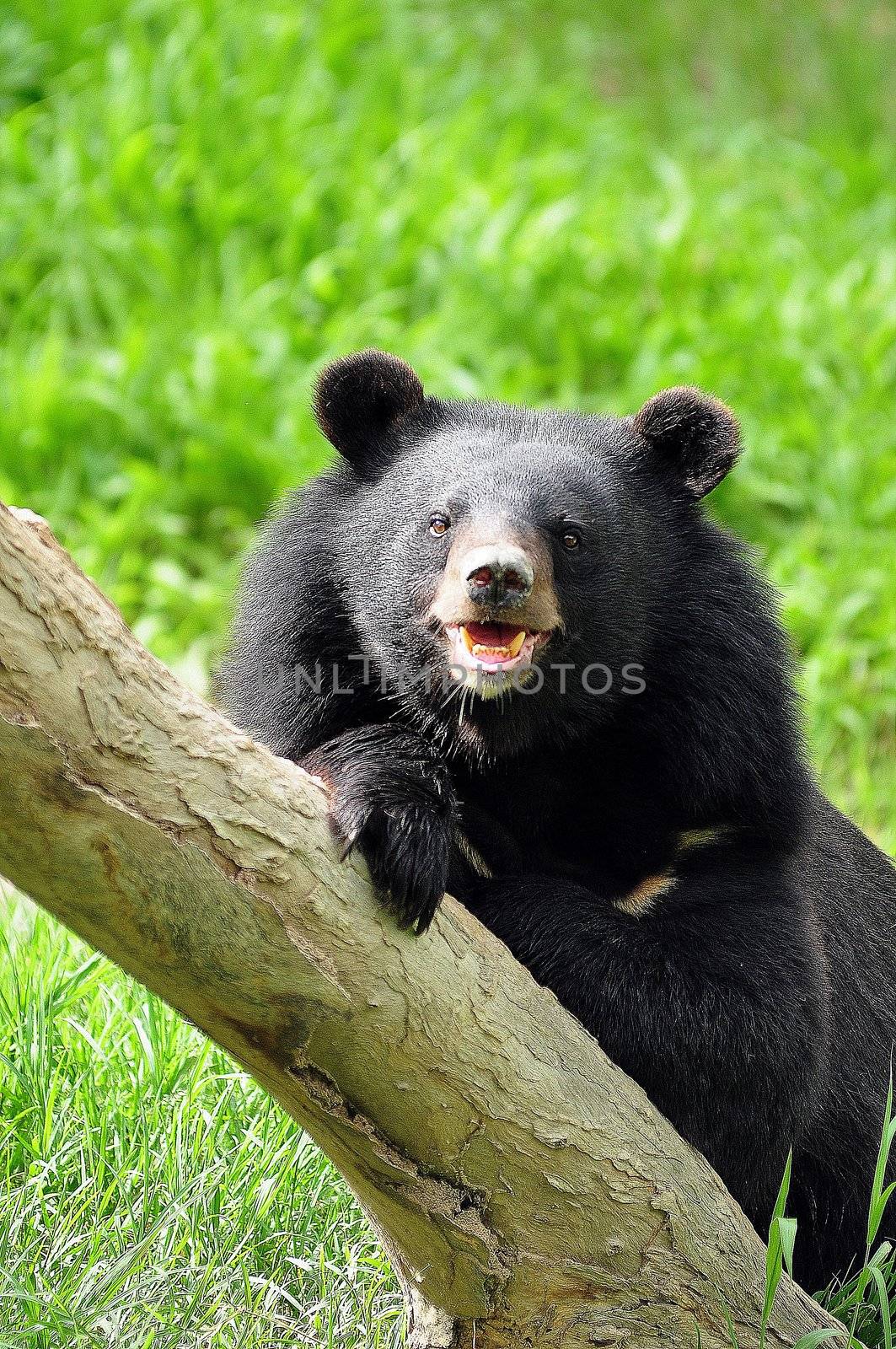 asiatic black bear by MaZiKab